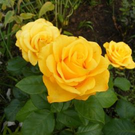 Роза версилия (72 фото)