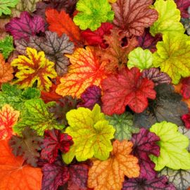 Цветок с разноцветными листьями (64 фото)