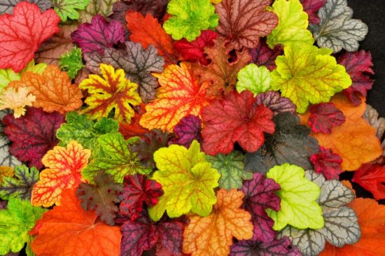 Цветок с разноцветными листьями (64 фото)