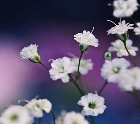 Тонкие белые цветы (67 фото)