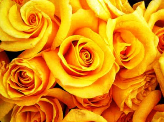 Цветы желтого цвета (73 фото)