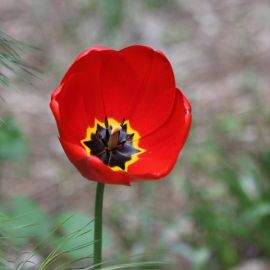 Афганский тюльпан (58 фото)