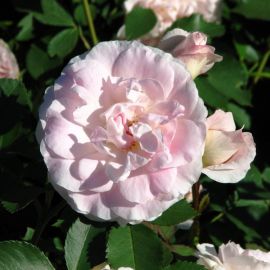 Морден блаш канадская роза (74 фото)