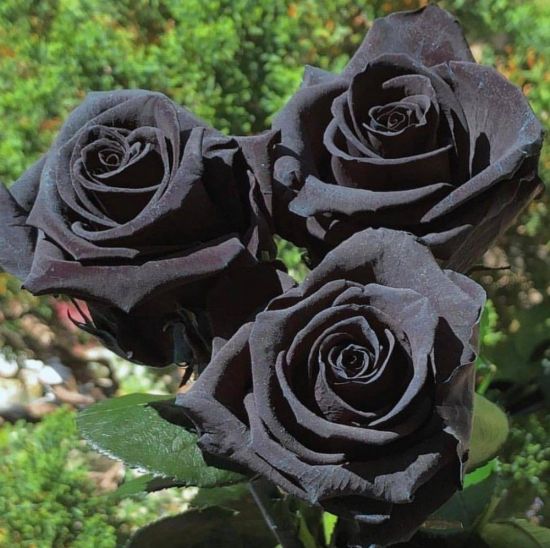 Роза черная магия (74 фото)