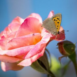 Роза и бабочка (53 фото)