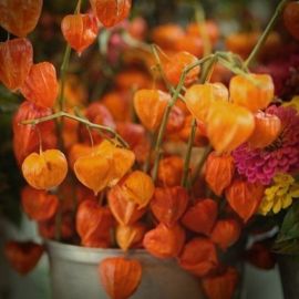 Оранжевые осенние цветы (45 фото)