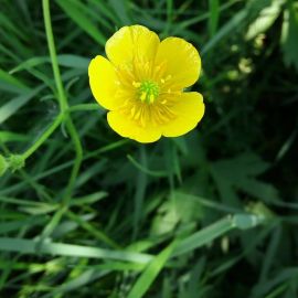 Маленькие желтые полевые цветы (39 фото)