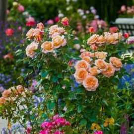 Кусты роз в саду (40 фото)