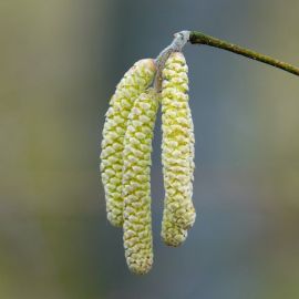 Растение с сережками (34 фото)