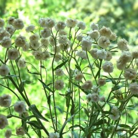 Маленькие пушистые цветы (41 фото)