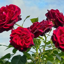 Роза флорибунда таманго (40 фото)