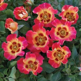 Гультемия персидская роза (43 фото)