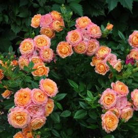 Роза флорибунда бриоза (35 фото)