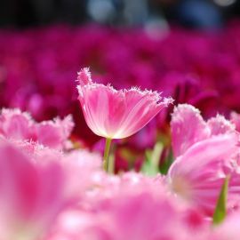 Цветы с розовыми лепестками (32 фото)