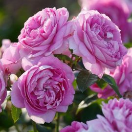 Роза диадем флорибунда (35 фото)