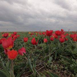 Тюльпаны на маныче (40 фото)