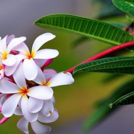 Цветы пангана (40 фото)
