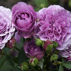 Роза лавендер мейландина (42 фото)