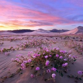Цветущая пустыня в саудовской аравии (37 фото)