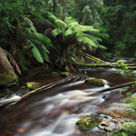 Дождевые леса восточного побережья австралии (29 фото)