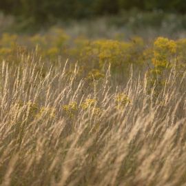 Желтая трава осенью (31 фото)