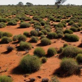 Растения пустыни австралии (34 фото)