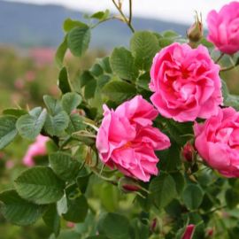 Долина роз судак (33 фото)