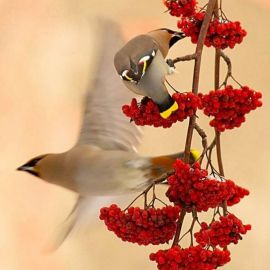 Осень птички (42 фото)