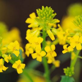 Полевое растение с желтыми цветами (34 фото)