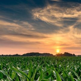 Кукурузное поле небо (30 фото)