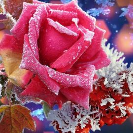 Красивые зимние цветы (40 фото)