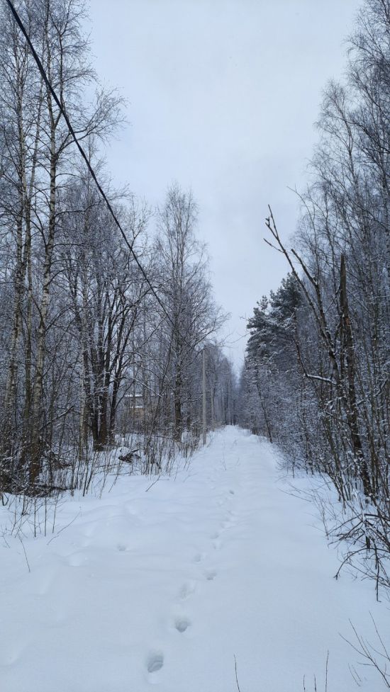 Ржевский лесопарк зима (32 фото)