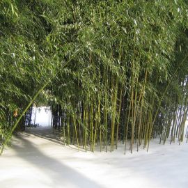Бамбук зимой (33 фото)