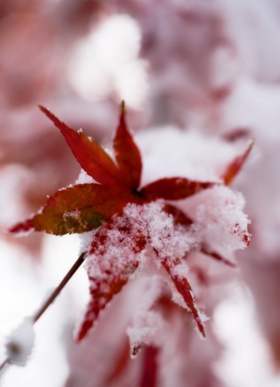 Красные листья зимой (33 фото)