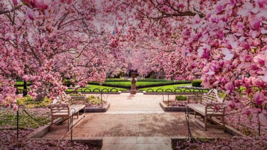 Сад цветущей сакуры (36 фото)