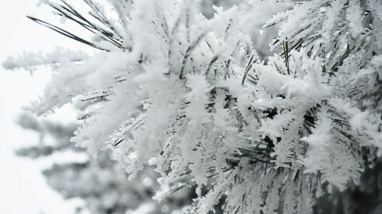 Блестящие белым снегом (38 фото)