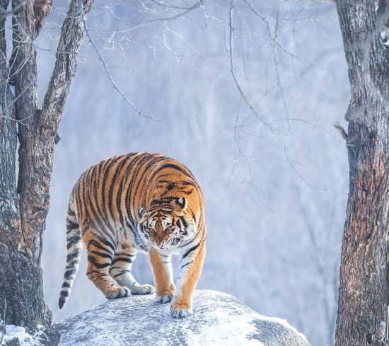 Снежный тигр (42 фото)