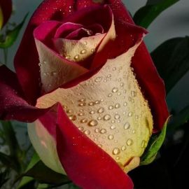 Пестрые розы (40 фото)