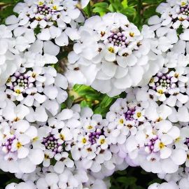Цветы иберис (37 фото)