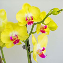 Желтая орхидея фаленопсис (35 фото)