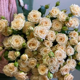 Роза кустовая салинеро (43 фото)