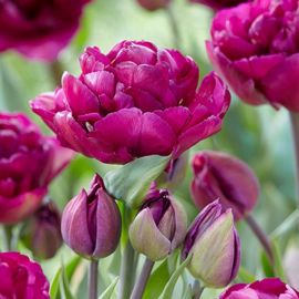 Квинсдей тюльпан (38 фото)