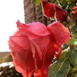 Розы осенью (41 фото)