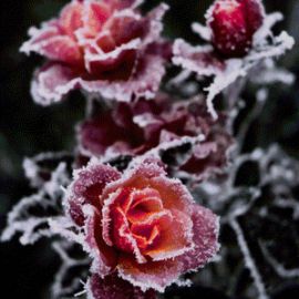 Фиалка розы в снегу (38 фото)
