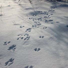 Следы зверей на снегу (34 фото)
