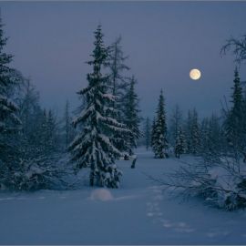 В лунном сиянии снег (40 фото)