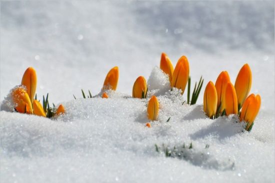 Весенний снегопад эльбрус (39 фото)
