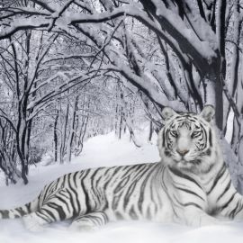 Тигры в снегу (36 фото)