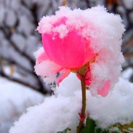 Цветы пиона на снегу (31 фото)