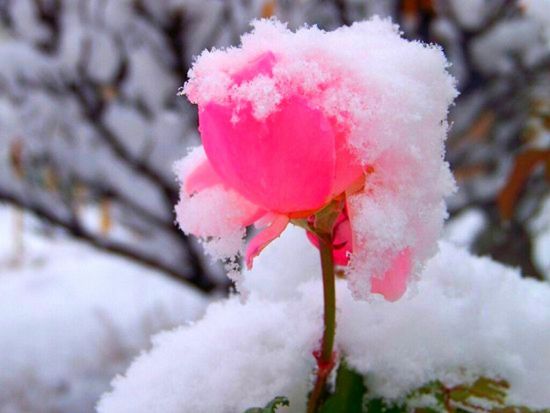 Цветы пиона на снегу (31 фото)